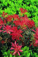 Jardin & nature：Andromède du Japon Flaming Silver 40/60. Le pot de 5 litres