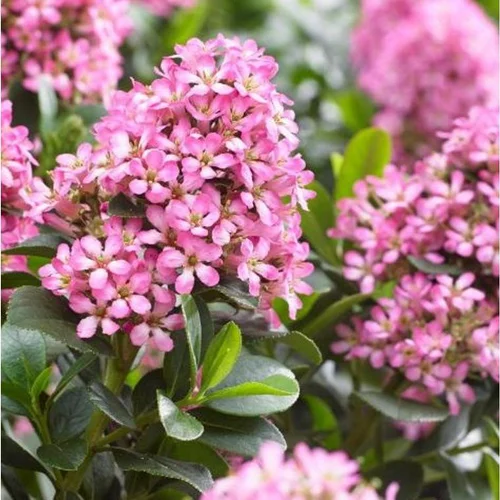 Jardin à vivre：Escallonia Laevis Pink Elle rose. Le pot de 3 litres