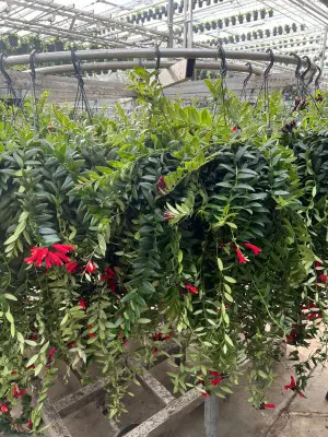Un indispensable au jardin：Aeschynanthus caro XXL. La suspension de Ø 15 x H 70 cm