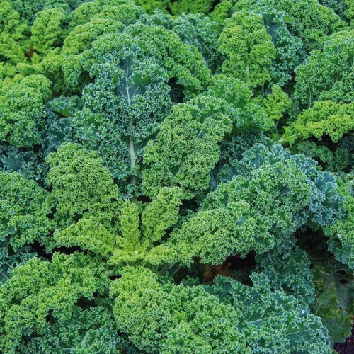Nature maison:Chou Kale Halbhoher Bio. La barquette de 3 plants