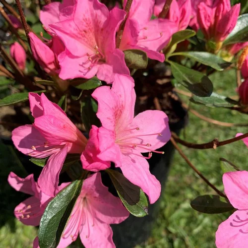 Jardin & déco:Azalée Japonaise variée (Azalea Japonica). Le pot de 5 litres