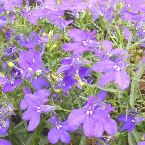 Sélection pour le jardin:Lobelia ou lobélie - Le pot de Ø 13 cm