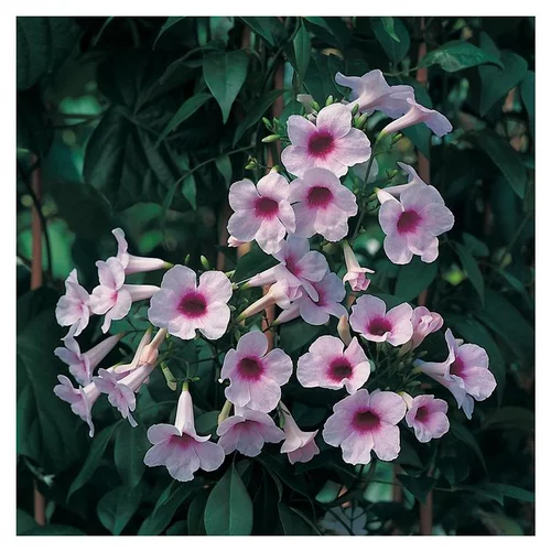 Adapté à vos extérieurs：PANDOREA JASMINOIDES. Le pot de 3 litres
