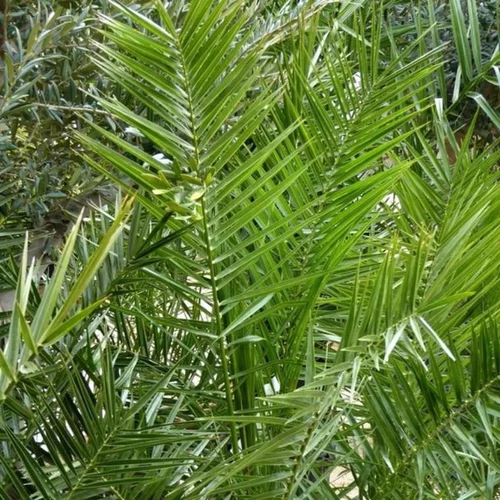 Essentiel extérieur：Phoenix Canariensis. Le pot de 6 litres