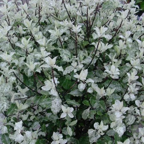 Pour un extérieur plus pratique:Pittosporum Tenuifolium Irene Patterson 40/50 en pot de 7,5 L vert