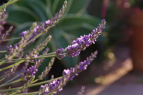 Jardin et équipement：Lavande phenomenal coloris bleu - 3 L