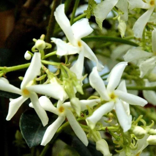 Choix utile：Jasmin étoilé 150/200 cm. Le pot de 5 litres