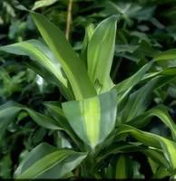 Jardin actuel:Dracaena Fragrans Massangeana 3 PP pot Ø24xH135 cm