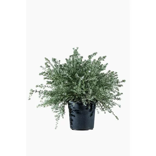 Le petit plus du jardin:Westringia Fructicosa (Romarin d’Australie) en pot de 9 L bleu
