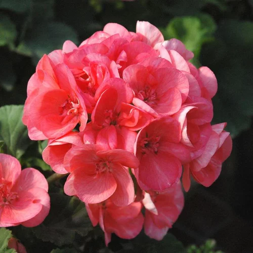 Pour vos espaces verts:Geranium Label rouge - Le pot de 3 litres