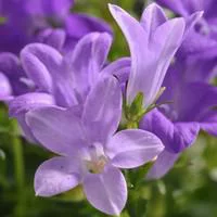 Pour vos espaces：Campanule des murs - La barquette de 6 plants