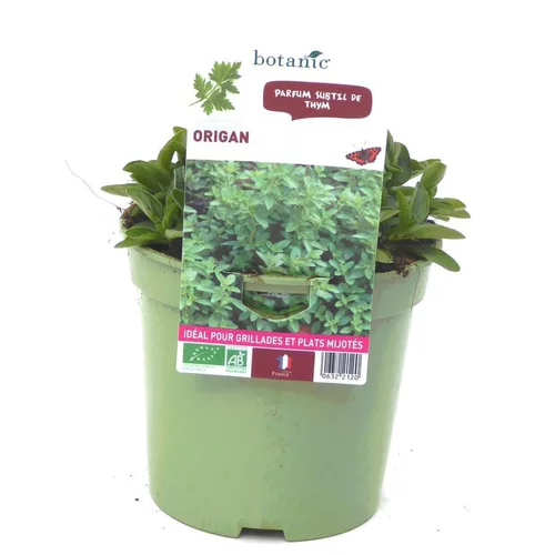 Jardin & maison：Origan Bio. Le pot de 1 litre