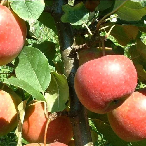 Jardin et loisirs:Pommier Ariane®. Le pot de 12 litres, forme gobelet