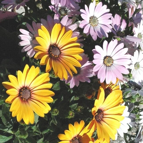 Jardin et maison:Ostéospermum Trio dimorphothéca - Le pot de 5 litres