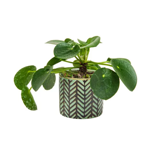 Qualité pour le jardin：Pilea avec son cache-pot Ø 6 x H 12 cm