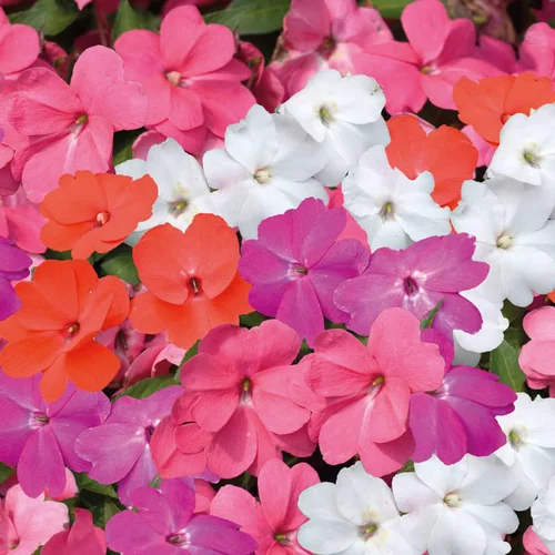 Mieux au jardin：Impatiens de nouvelle guinee - La barquette de 4 plants