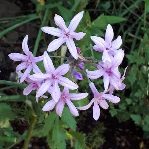 À découvrir pour l’extérieur：Tulbaghia Violacea Savannah Lightning - Le pot de 2 litres