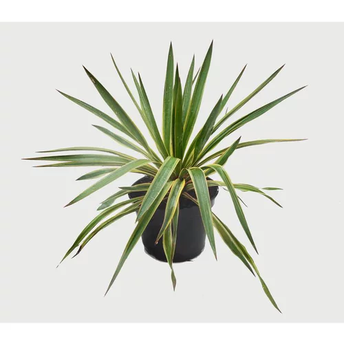Une solution pour le jardin:Yucca Gloriosa Variegata (Dague espagnol) en pot de 5 L jaune