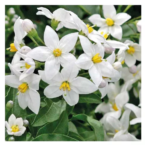 Tout pour le jardin：Solanum jasminoides blanc - Le pot de 9 x 9 cm