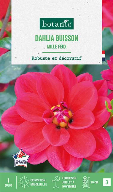 Le compagnon du jardin:Bulbe de fleurs Dalhia buisson Mille Feux botanic® - 1 bulbe