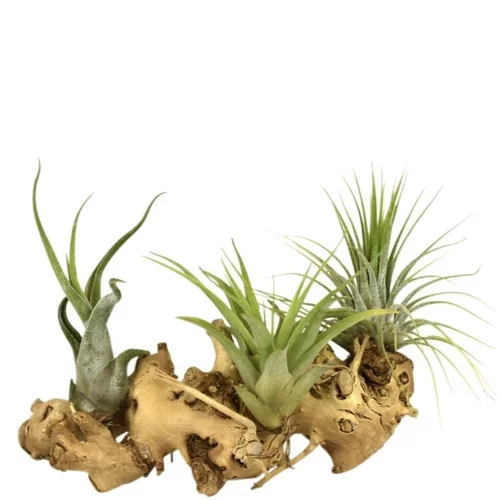 Pour l’extérieur:Tillandsia vert x 3 avec racine 15 cm