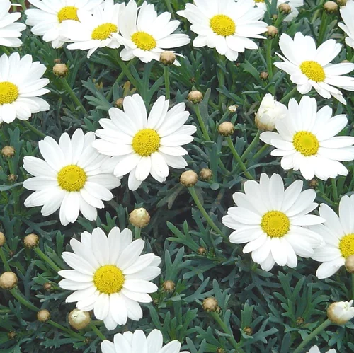 Univers jardin：Anthemis Bofinger. Le pot de 25 cm