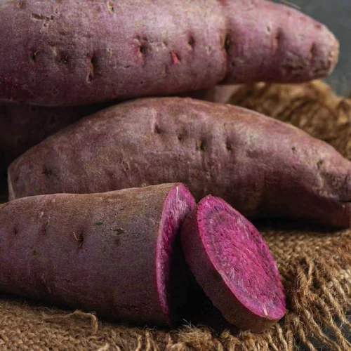Extérieur déco：Patate Douce Sakura. Le pot de 10,5 cm