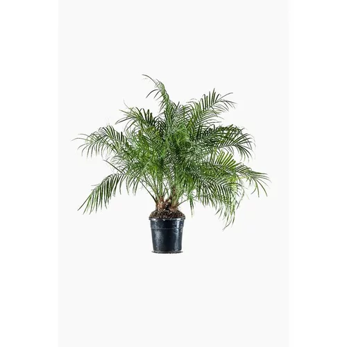 Jardin en extérieur:Phoenix Roebelinii (Faux Dattier) en pot de 7 L vert
