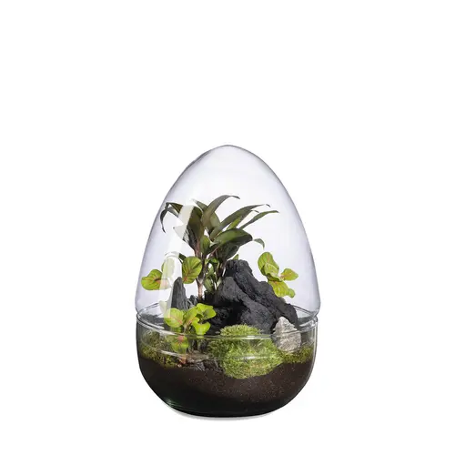 Qualité au jardin：Terrarium autonome Dyno Landscape botanic® - taille L
