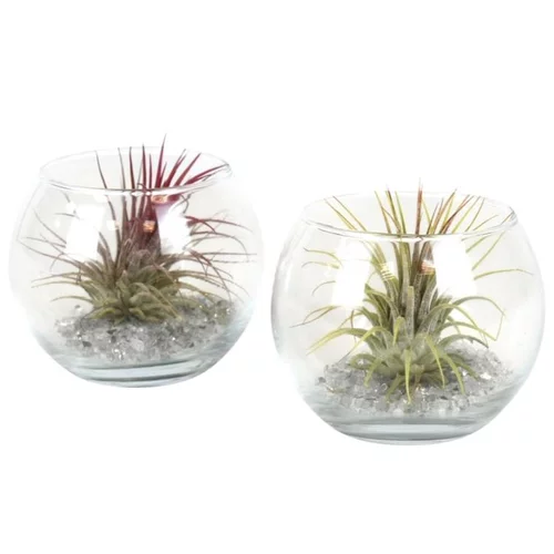Tout au jardin:Tillandsia vert en verrerie boule 10 cm