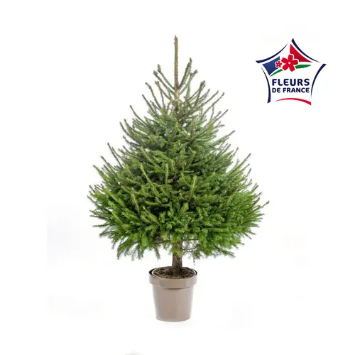 Espace vert sélection：Sapin de Noël naturel en pot Picea Excelsa botanic® - 100 à 125 cm