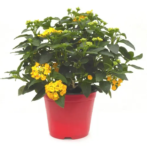 Une touche pratique à l’extérieur：Lantana - Le pot de 1 litre