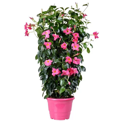 Tendance au jardin:Dipladénia forme colonne - Le pot de 10 litres
