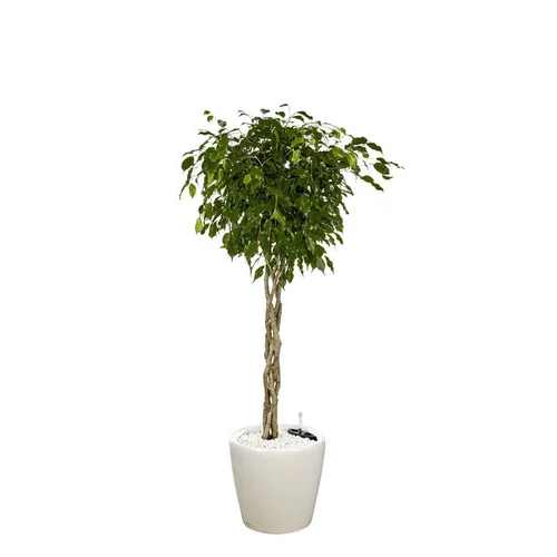 Pour aménager le jardin:Ficus benjamina tronc tressé et son pot Classico premium Ø 35 blanc