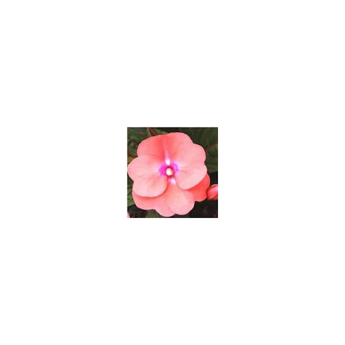 Le choix jardin：Impatiens - La coupe de 20 cm