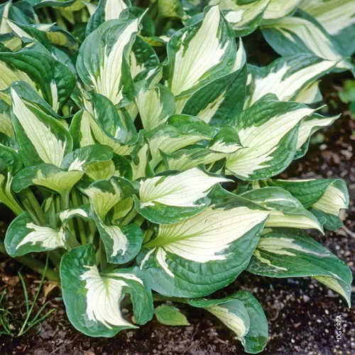Jardin & solutions:Hosta 'Whirlwind' - Le pot de 2 litres