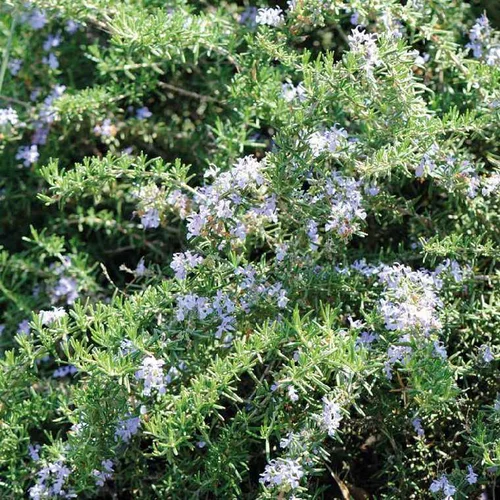 Facile dehors：Romarin Rampant Bio. Le pot de 2,5 litres