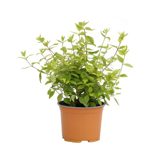 Une idée pratique pour l’extérieur：Abélia Panaché - Le pot diam 12 cm