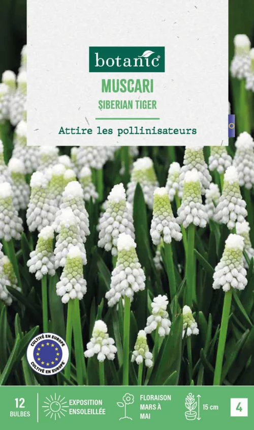 Malin jardin:Muscari siberian tiger botanic® - 12 bulbes