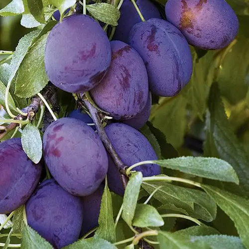 Solution jardin:Prunier Quetsche d'Alsace coloris violet - 35 L