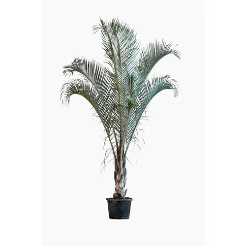 Malin pour le jardin：Dypsis Decaryi (Palmier Triangle) en pot de 80 L vert