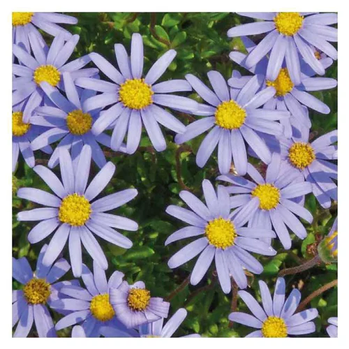 Jardin à vivre：Aster du Cap bleu - Le pot de 9 x 9 cm