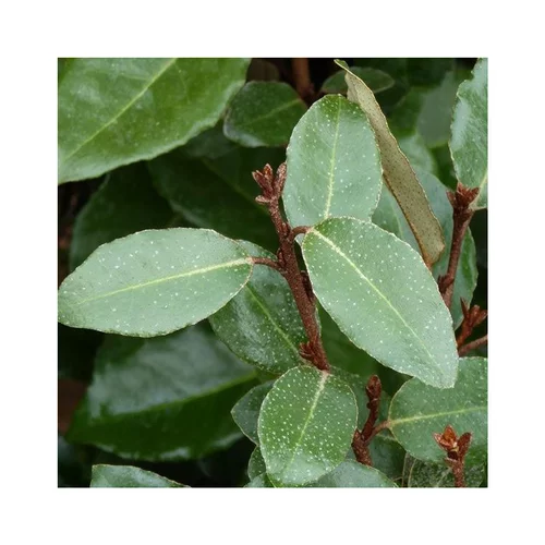 Pratique jardin:Chalef de Ebbing vert. Le pot de 30 litres, forme ½ tige
