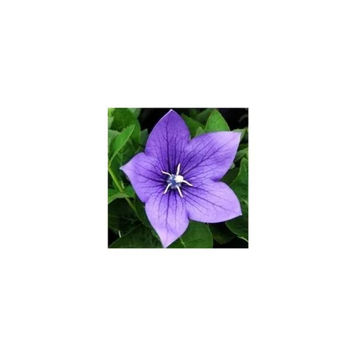 Une idée pratique pour le jardin:Platycodon Grandiflorus bleu. La jardinière de 50 cm