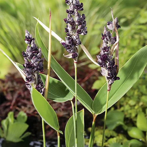 Jardin expert：Thalia delbata pot de 3 litres