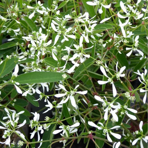 Une idée pratique pour le jardin:Euphorbe Diamond Frost. Le pot de 1 litre