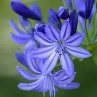 Style pour le jardin：Agapanthe bleue - Le pot de 3 litres