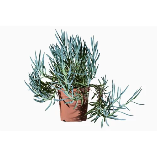 Conçu pour vos extérieurs：Senecio Greyi (Seneçon en arbre) en pot de 3 L jaune