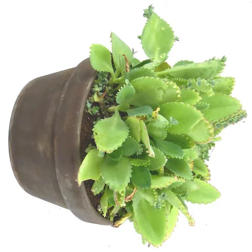 Pratique jardin：Plantes Grasses Terre Cuite - La coupe de 18 cm