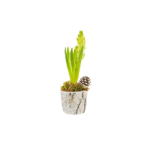 Essentiel maison：Composition de 3 jacinthes dans un pot effet bouleau